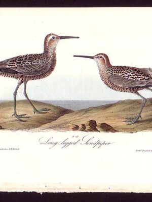 334 Long-legged Sandpiper