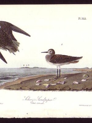 335 Schinz’s Sandpiper