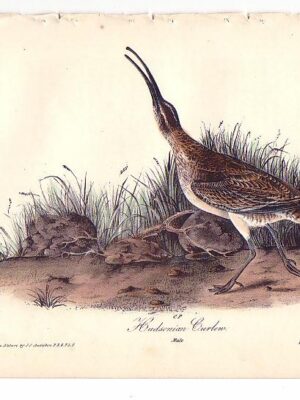 356 Hudsonian Curlew