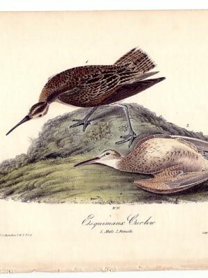 357 Esquimaux Curlew