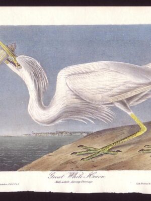 368 Great White Heron