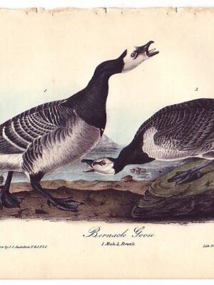 378 Bernacle Goose