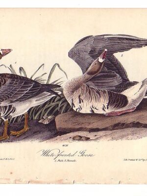 380 White-fronted Goose