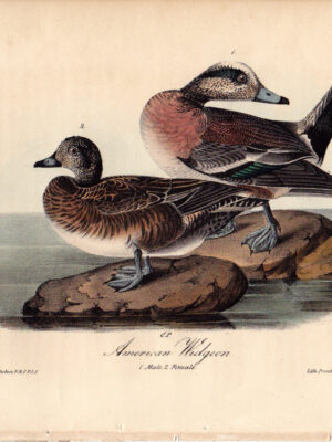 389 American Widgeon