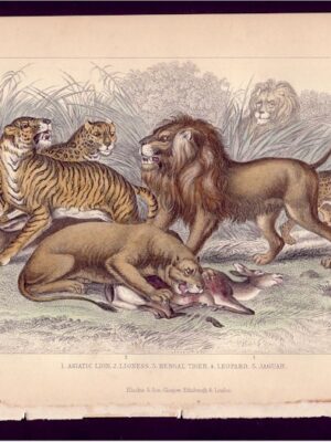 PL 39 Lion, Tiger, Leopard, Jaguar