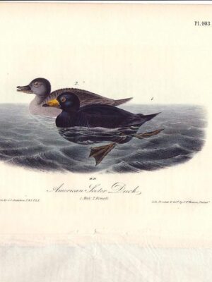 403 American Scoter Duck