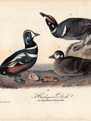 409 Harlequin Duck