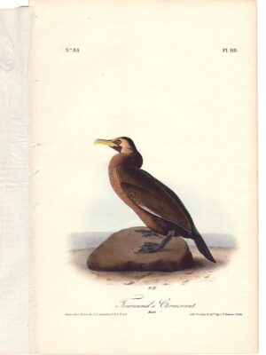 418 Townsend’s Cormorant