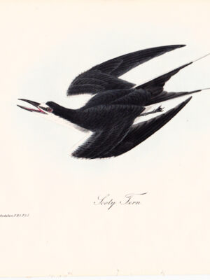 432 Sooty Tern