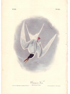 433 Common Tern