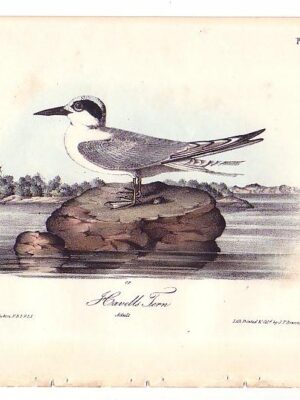 434 Havell’s Tern