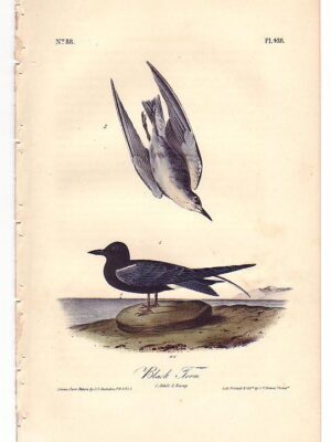 438 Black Tern