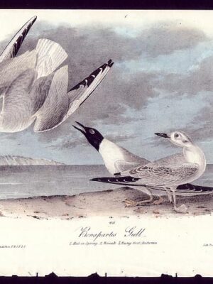 442 Bonaparte’s Gull