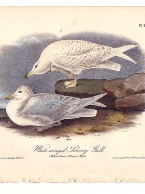 447 White-winged Silvery Gull