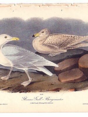 449 Glaucous Gull