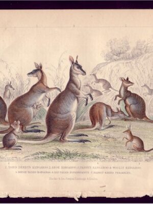 PL 44 Kangaroos