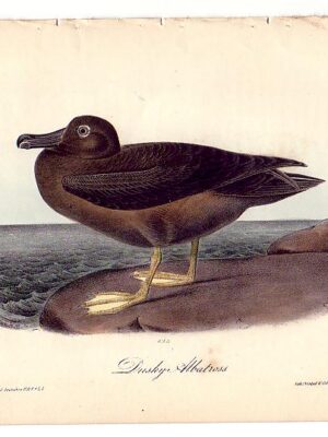 454 Dusky Albatross