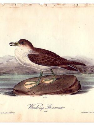 456 Wandering Shearwater