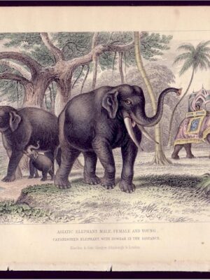 PL 45 Elephants