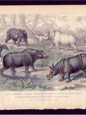 PL 46 Hippopotamus, Rhinoceros, Tapir