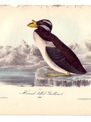 471 Horned-billed Guillemot