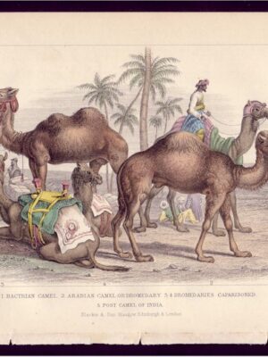 PL 47 Camel and Dromedary