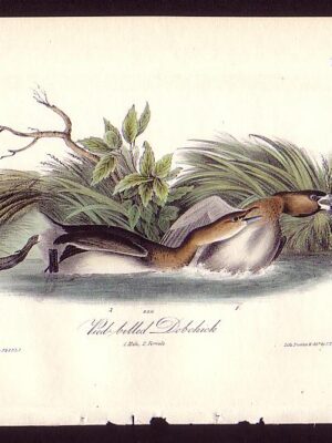 483 Pied-billed Dobchick