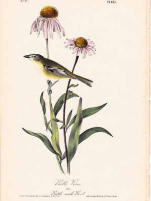 485 Bell’s Vireo