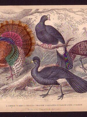 PL 55 American Wild Turkey, Crested Curassow, Galeated C., Red C.