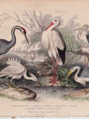 PL 61 Herons