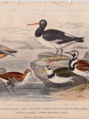 PL 62 European Oystercatcher