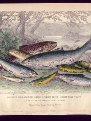 PL 65 Salmon, Trout, Parr