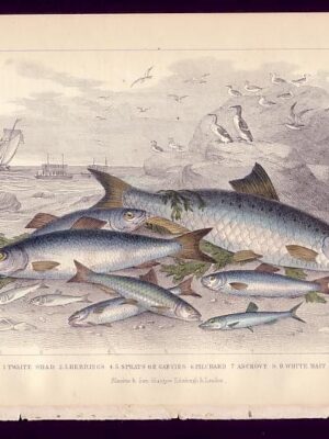 PL 66 Shad, Herrings, Sprats, Pilchard, Anchovy