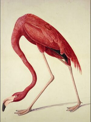 PL 431 American Flamingo