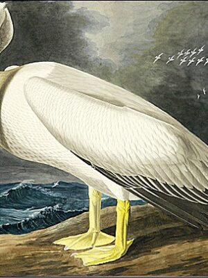 PL 36A American White Pelican