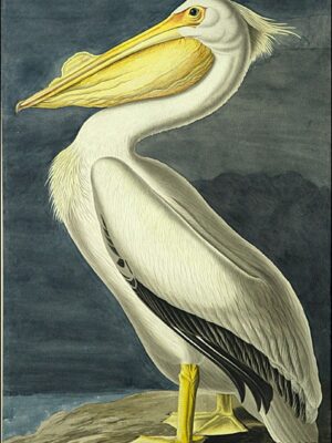 PL 311 American White Pelican