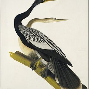 PL 34A Black-bellied Darter or Snake Bird (American Anhinga)