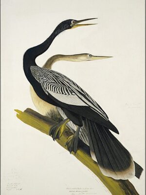 PL 34A Black-bellied Darter or Snake Bird (American Anhinga)