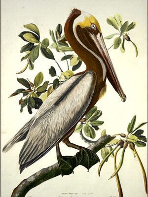 PL 251 Brown Pelican