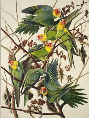 PL 26 Carolina Parrot