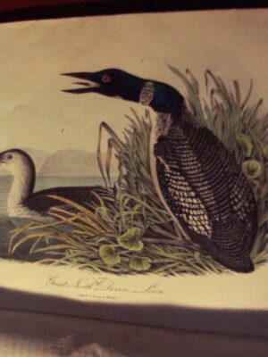 No. 96 – Plates 476 to 480 Divers (Loons) and Grebes