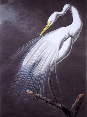 PL 30A Great Egret