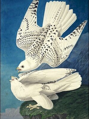 PL 366 Gyrfalcon