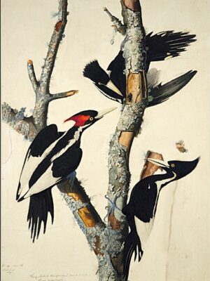 PL 66 Ivory-billed Woodpecker