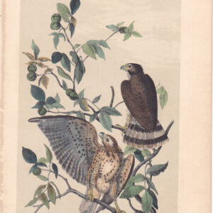 L010 Broad-winged Buzzard