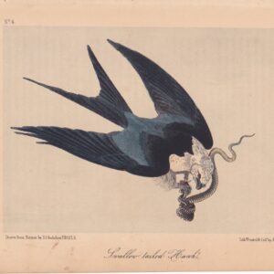 L018 Swallow-tailed Hawk