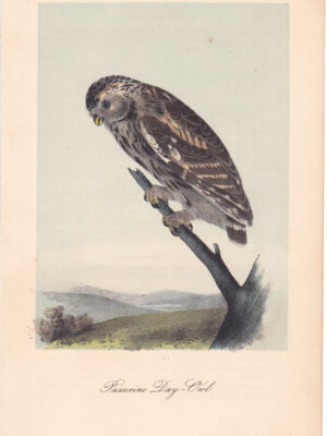 L029 Passerine Day-Owl