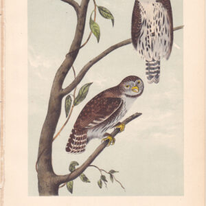 L030 Columbian Day Owl