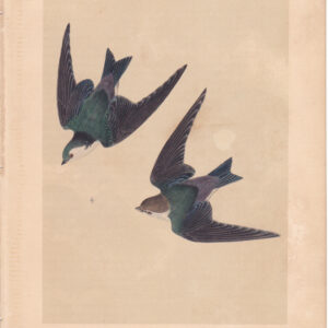 L049 Violet Green Swallow