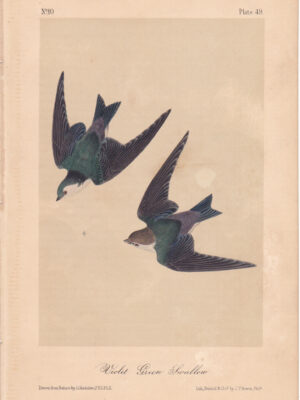 L049 Violet Green Swallow